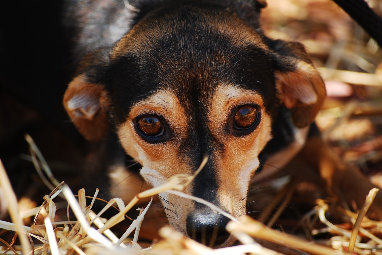 How to Support Local Animal Shelters